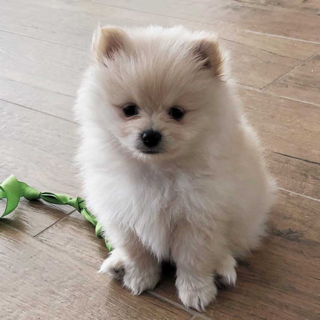 Cachorros de Pomerania – Hermosos Cachorros en Venta